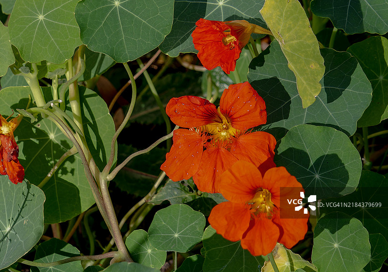 美国的橙色开花植物特写图片素材
