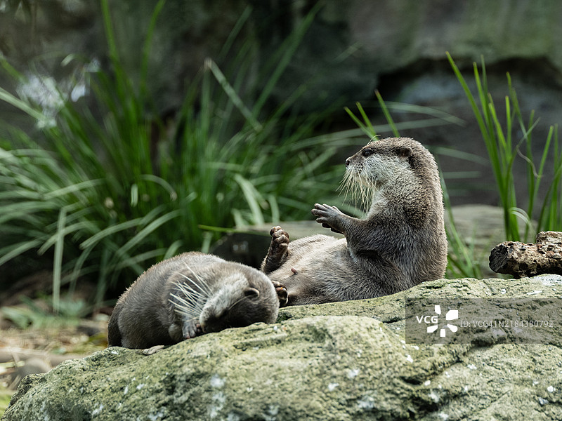 澳大利亚岩石上的海豹特写图片素材