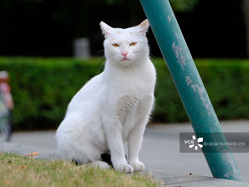 户外坐着的猫特写肖像图片素材
