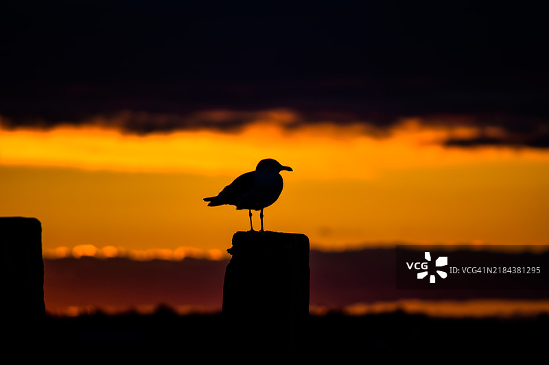 日落时分，海鸥栖息在木桩上的剪影图片素材
