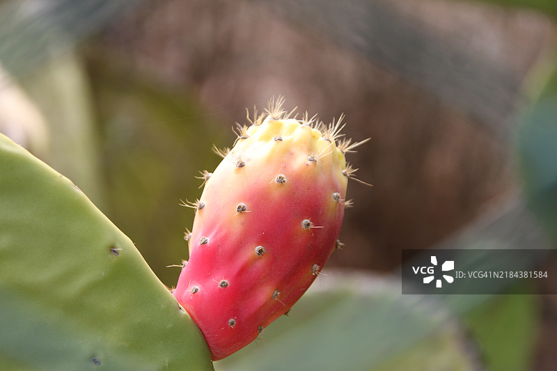 仙人掌特写镜头图片素材