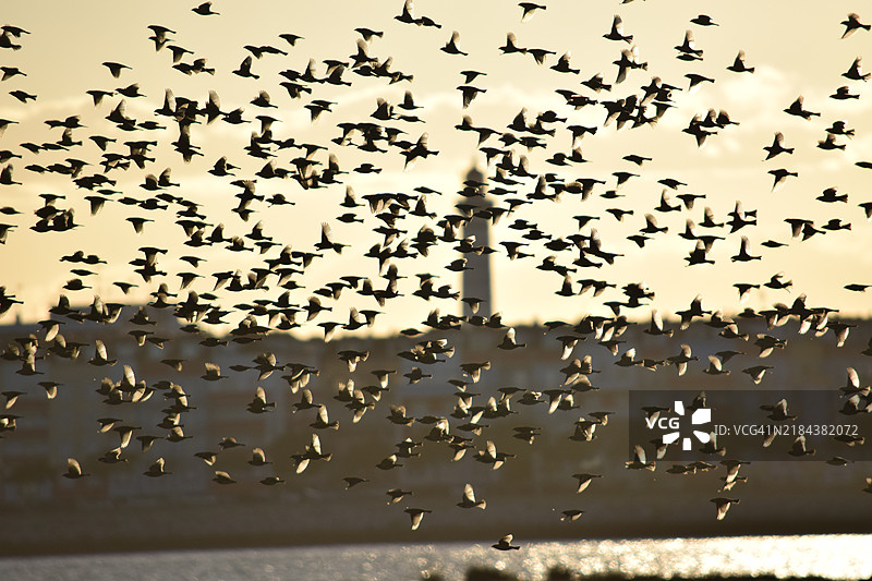 低角度视图的鸟儿在天空中飞翔图片素材