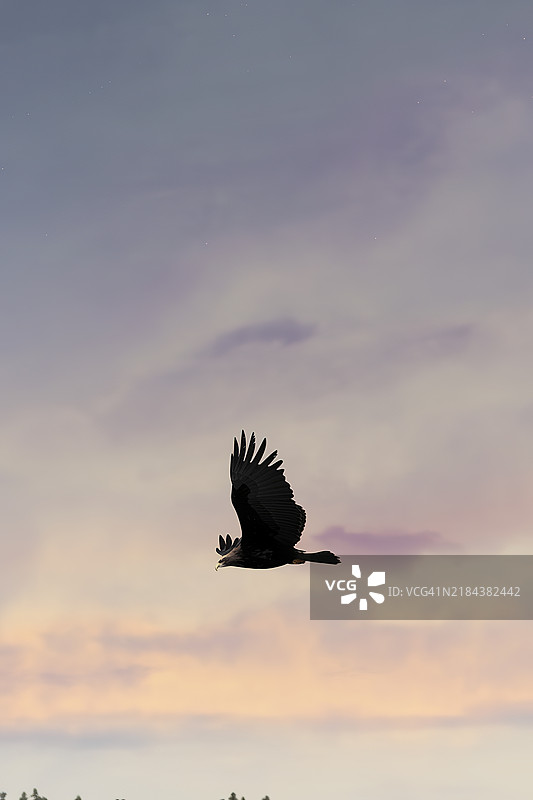 一只孤独的黑鹰在渐变的天空中翱翔图片素材