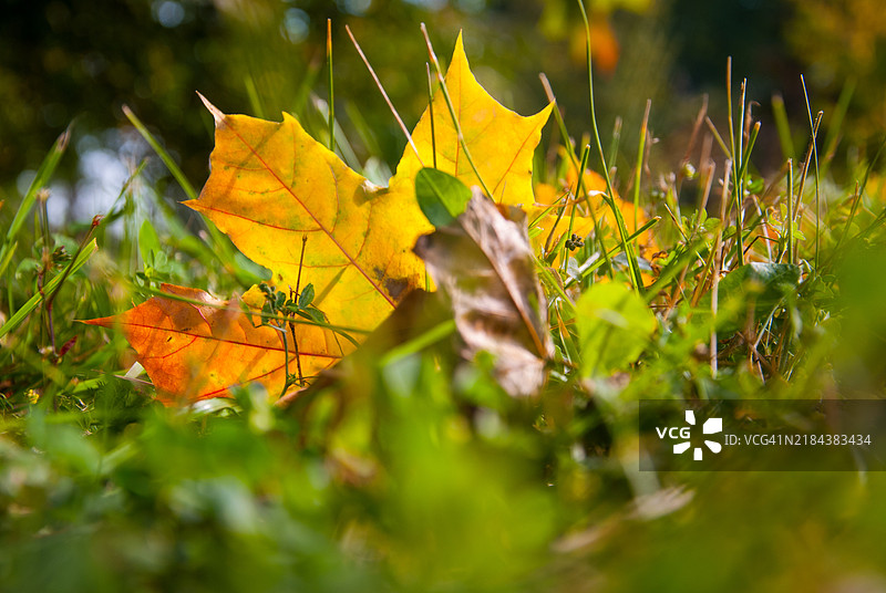 田野上黄色枫叶的特写图片素材