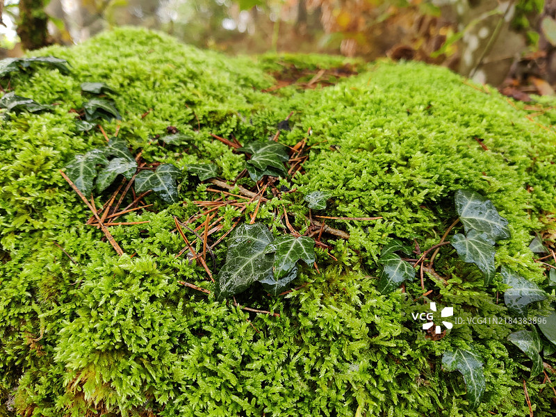 奥地利田野上生长的苔藓特写图片素材