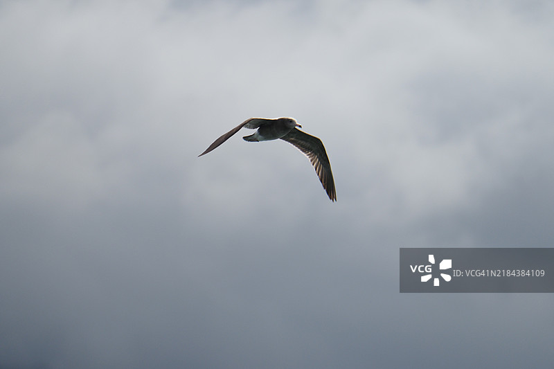 低角度视图的鸟在多云的天空中飞翔，日本图片素材