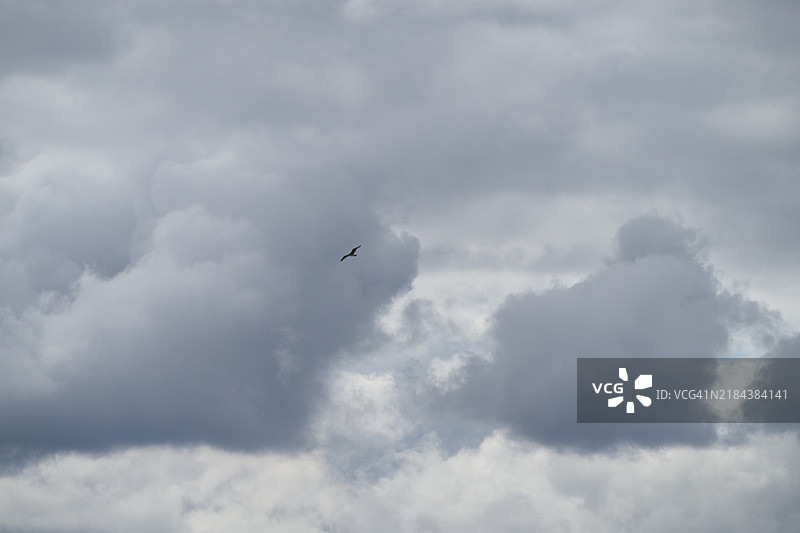 低角度视图的鸟在天空中飞翔，日本图片素材
