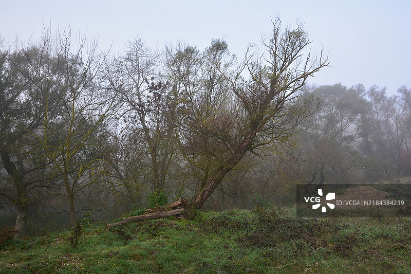 森林中的树木与天空相映成趣图片素材