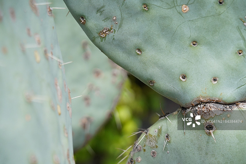 仙人掌特写镜头图片素材