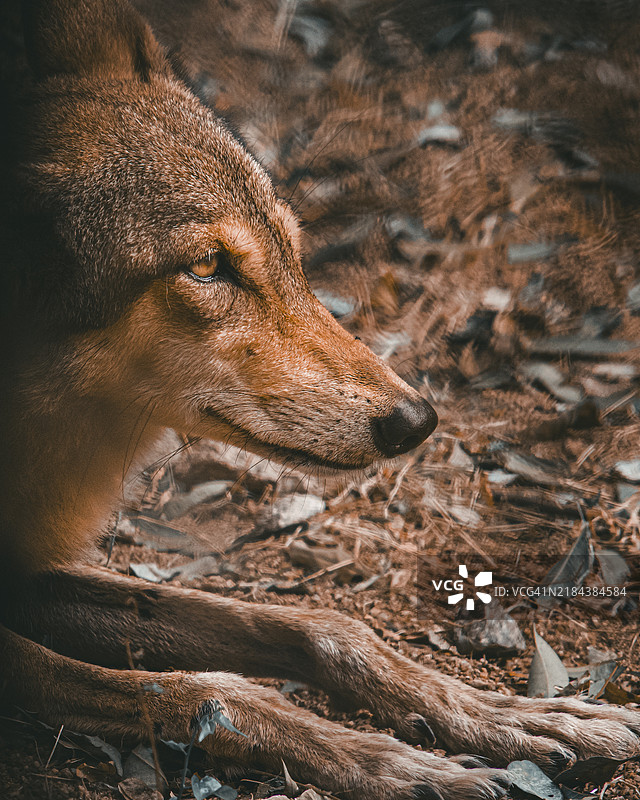 斑鬣狗的特写镜头，目光投向一旁图片素材