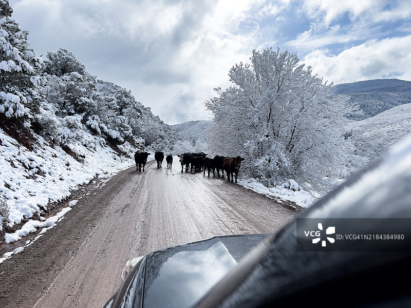 黑安格斯牛挡住了道路图片素材