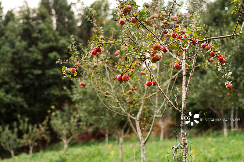 果树上结满了苹果图片素材