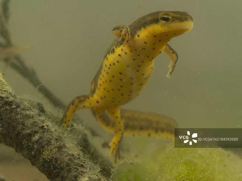 红斑蝾螈图片素材