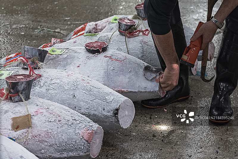 金枪鱼拍卖图片素材