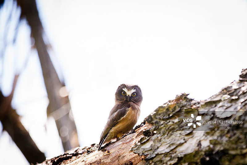 在科卡尼冰川省立公园看到的锯头鸮图片素材