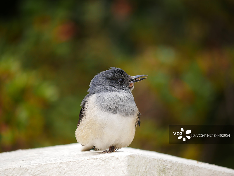 歌唱捕虫鸟的特写镜头图片素材