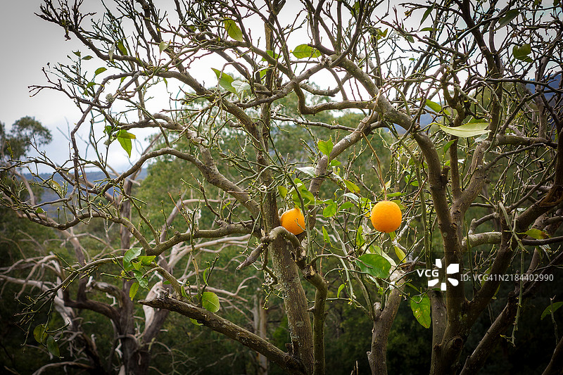 低角度视图的树上水果，澳大利亚图片素材