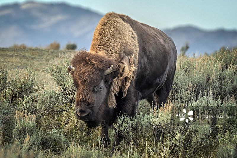 黄石国家公园的牛肖像，怀俄明州，美国图片素材