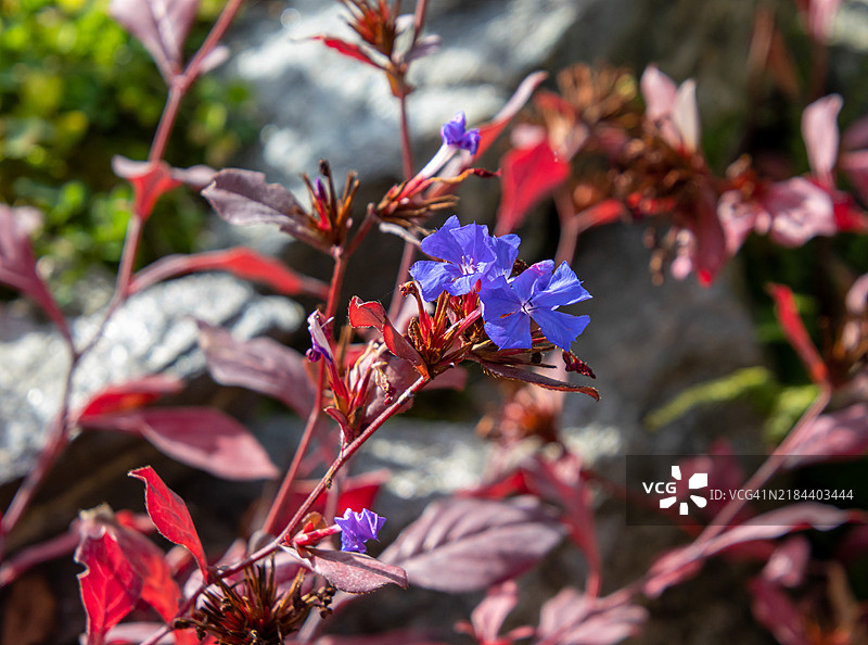 秋末盛开的蓝花草（Ceratostigma plumbagoides）图片素材