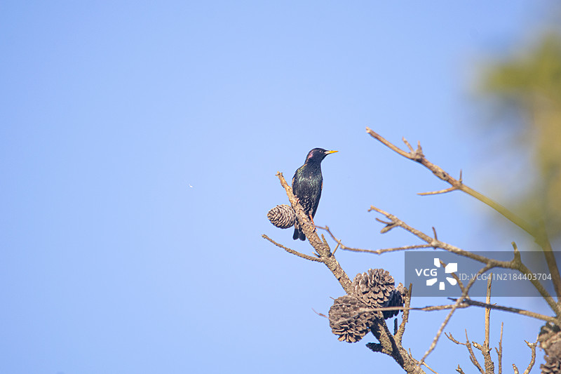 停在树枝上的椋鸟图片素材