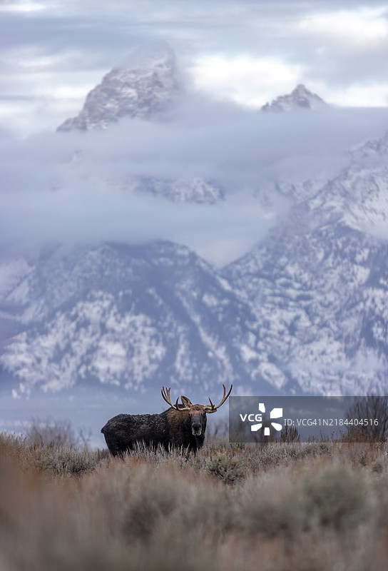 山脉与驼鹿图片素材