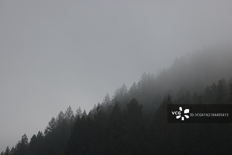 森林中的树木与天空相映成趣图片素材