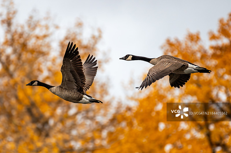 鸟类在树木间飞翔的特写，科罗拉多州大峡谷，美国图片素材