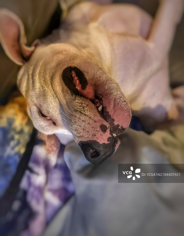 美国北达科他州米诺特的斗牛犬特写图片素材