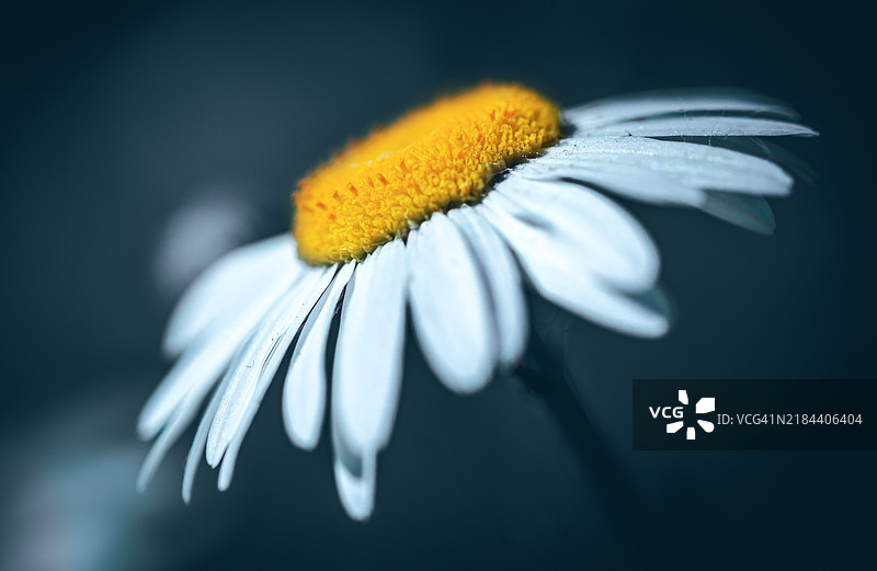 法国拉罗谢尔的黄色花朵特写图片素材