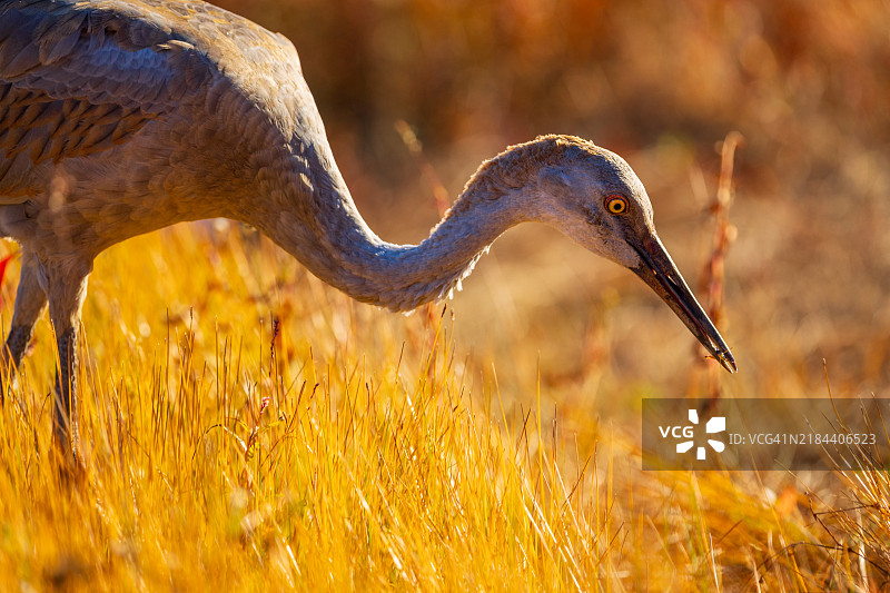 在新泽西州汉密尔顿镇，一只苍鹭栖息在田野上的特写镜头图片素材
