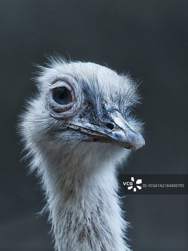 普通鸵鸟的特写镜头图片素材