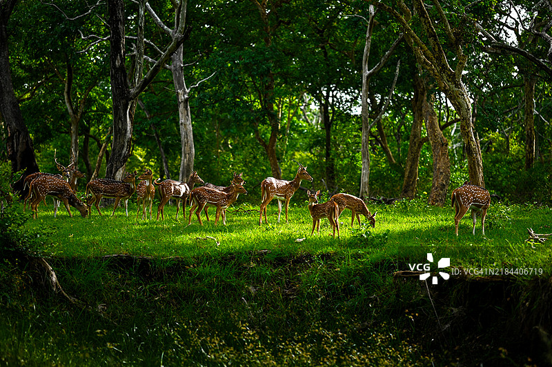一群鹿在森林中觅食，四周环绕着深绿色的树木图片素材