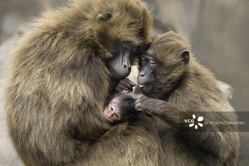 猴子的特写镜头图片素材