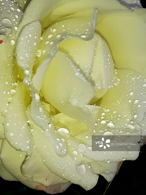 湿润玫瑰的特写，南非图片素材