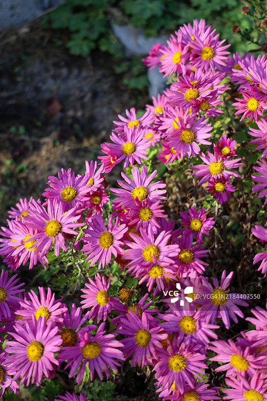 粉色开花植物的特写镜头图片素材