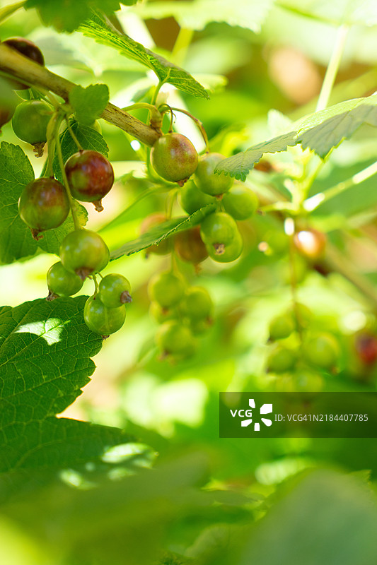 树上生长的水果特写，俄罗斯图片素材