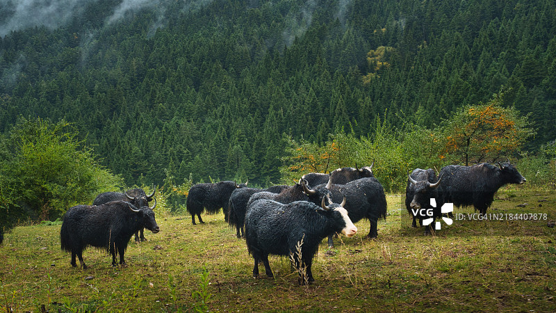 九寨沟，四川，中国的牦牛群图片素材