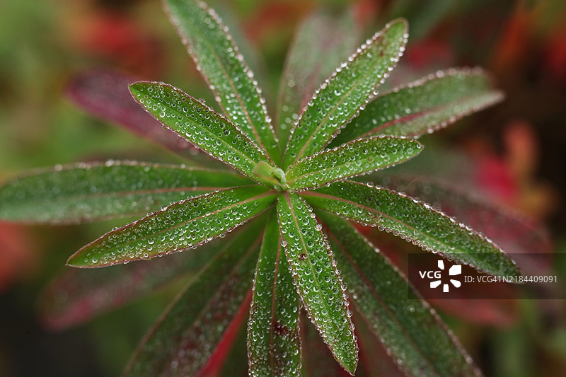 马丁斯大戟特写，叶子上带有露珠，捷克共和国图片素材
