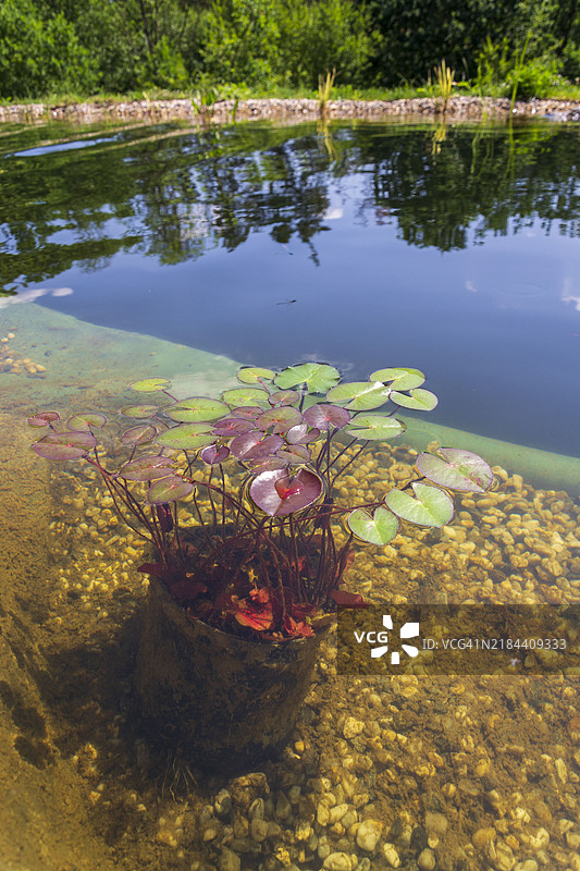用于自然游泳池的植物，能够无化学物质过滤水。图片素材