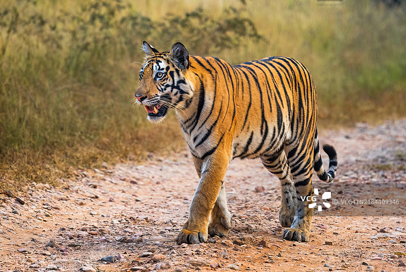 在田野上行走的老虎肖像图片素材