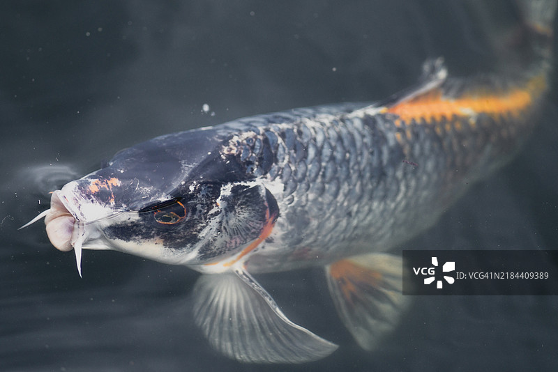 海中游动的锦鲤特写，阿什维尔，北卡罗来纳州，美国图片素材