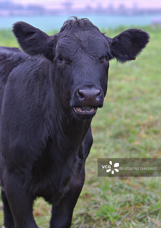 田野上站着的牛的肖像图片素材