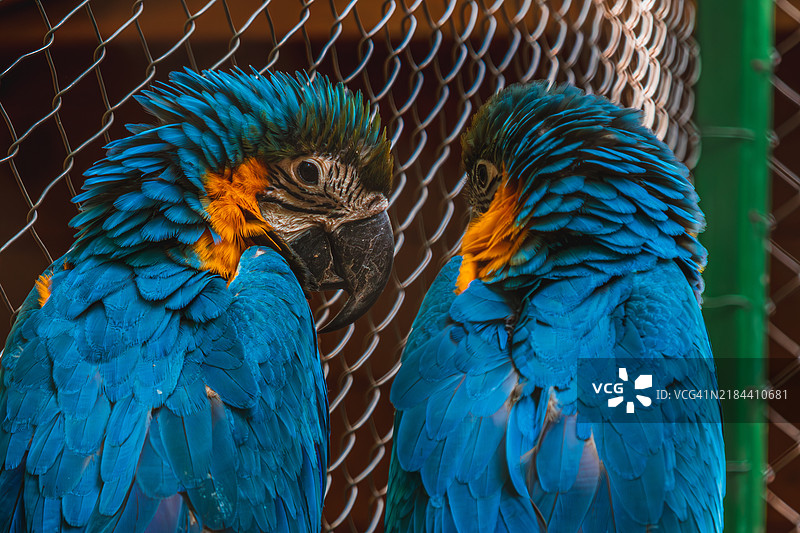 两只蓝黄金刚鹦鹉（Ara ararauna）栖息在树枝上图片素材