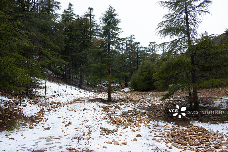 摩洛哥伊夫兰的雪覆盖的田野上的树木与天空图片素材