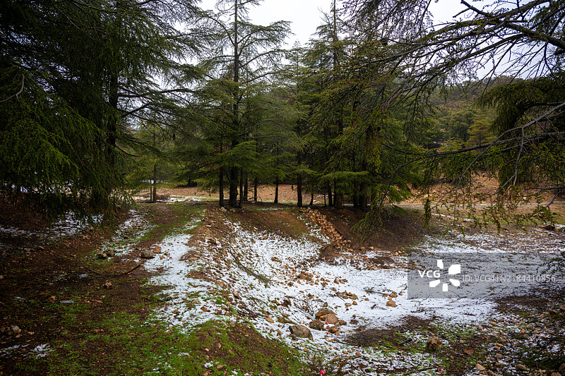 摩洛哥伊夫兰森林中树木环绕的河流美景图片素材