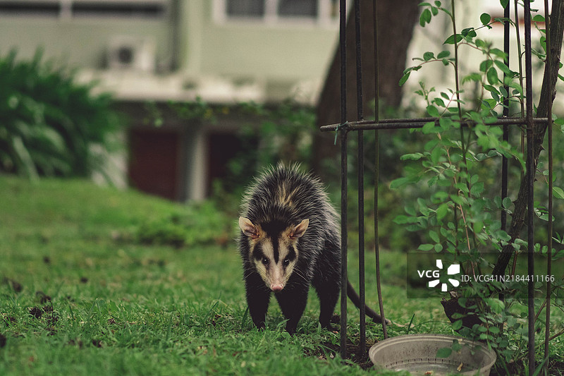 站在田野上的熊的肖像图片素材