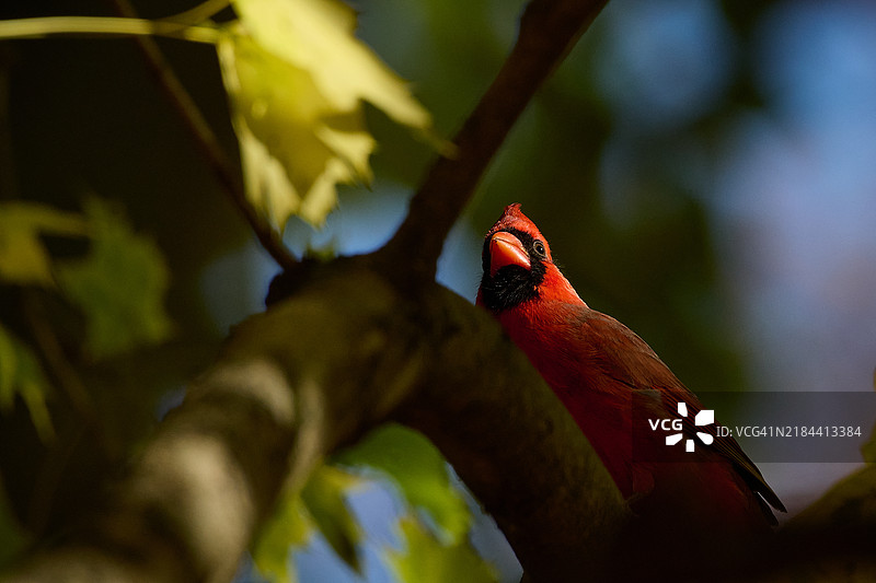 红雀栖息在树上的特写，宾夕法尼亚州朗霍恩，美国图片素材
