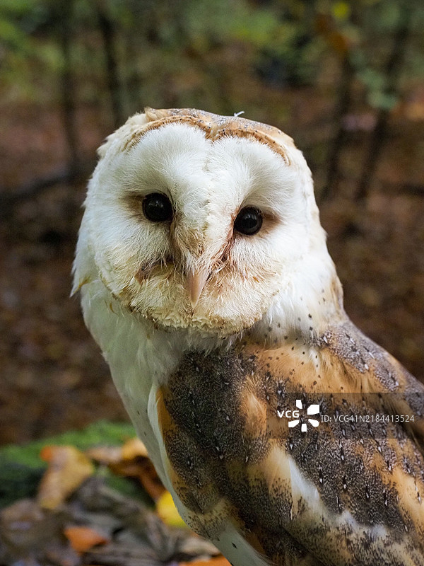 仓鸮特写镜头图片素材