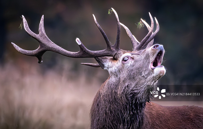 红鹿特写图片素材