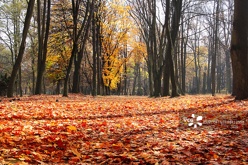 波兰比托姆的秋季森林中的树木图片素材